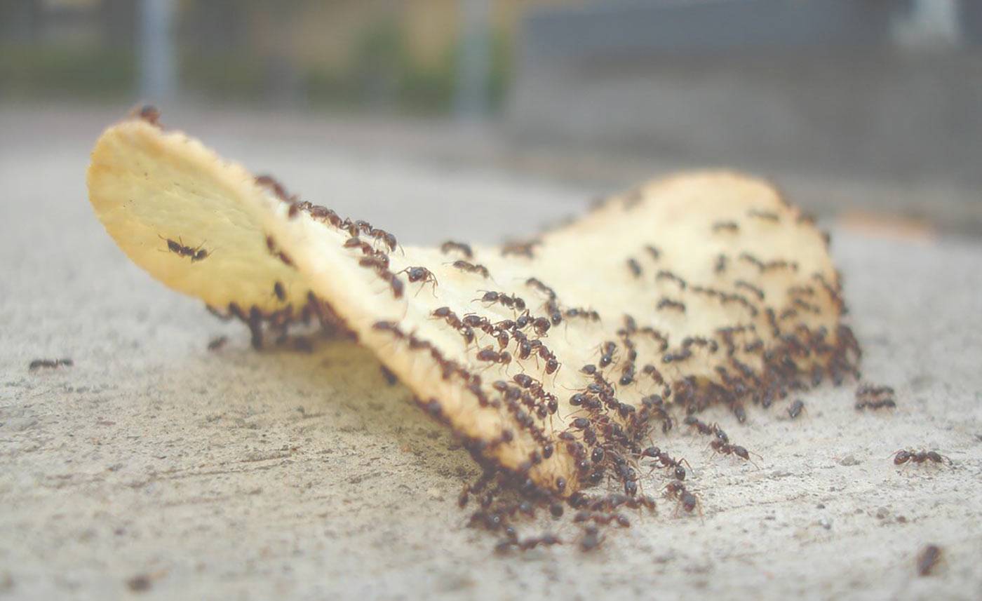 كيفية القضاء على النمل - يعنى 