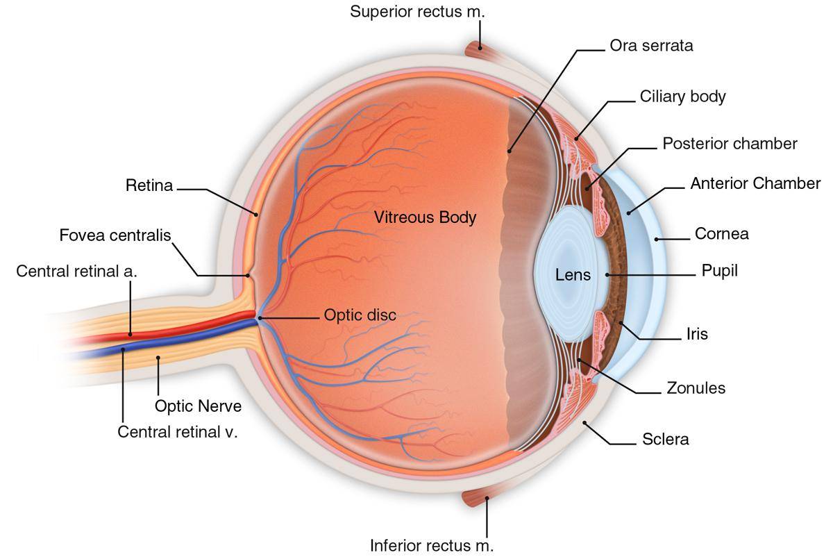 علاج عوامات العين
