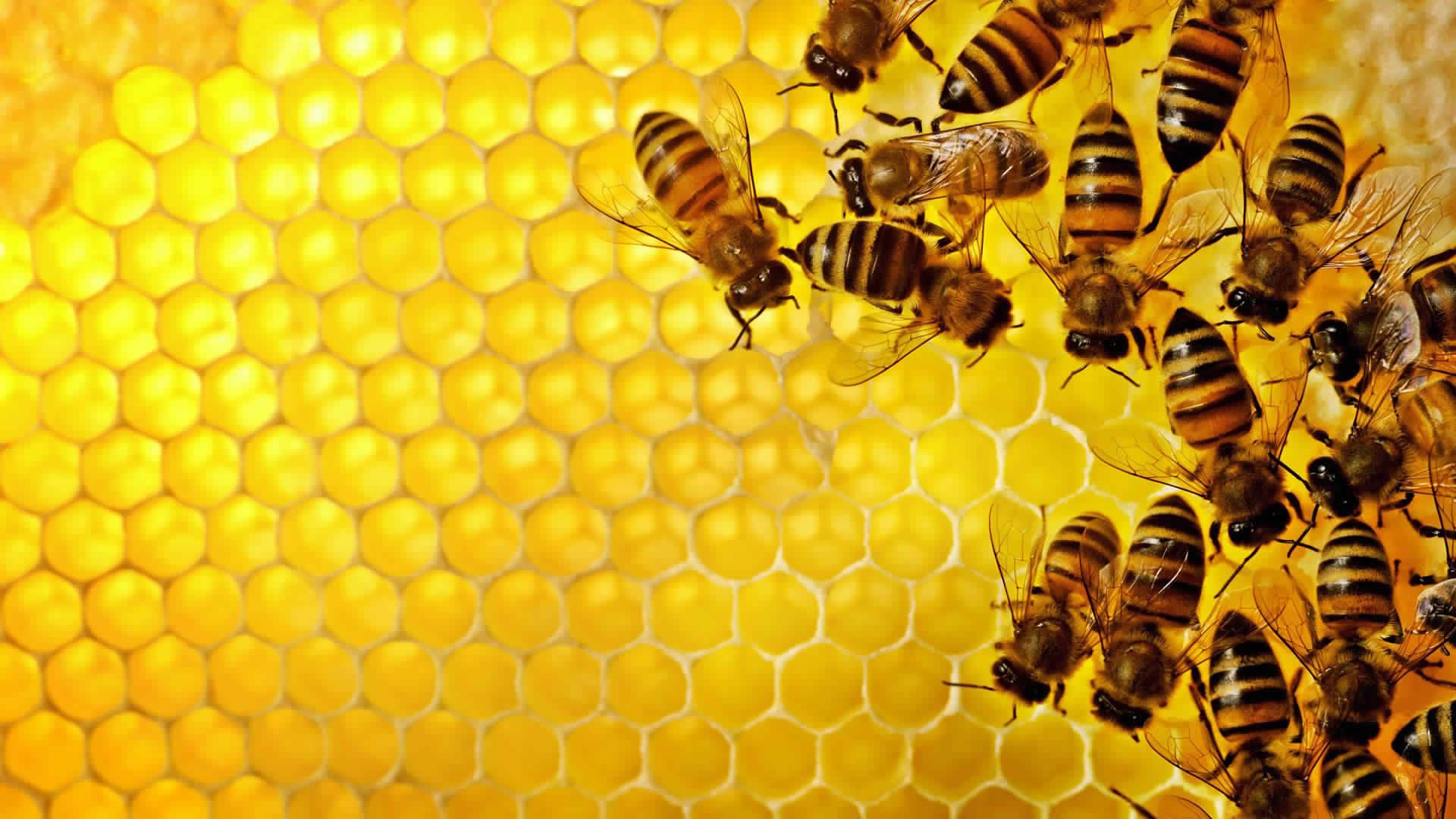أنواع عسل النحل - يعنى 